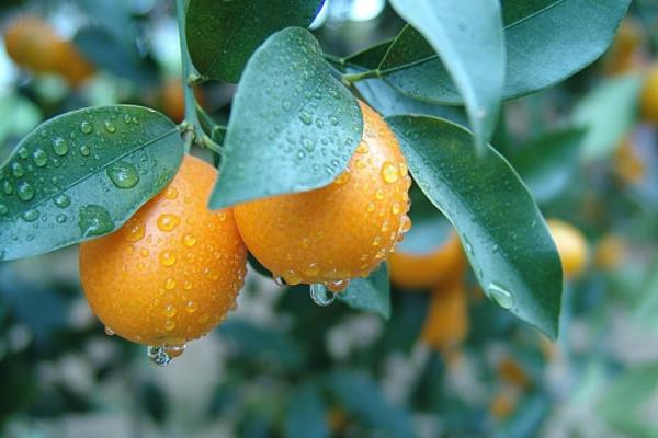 金桔繁殖方法 金桔嫁接方法与时间