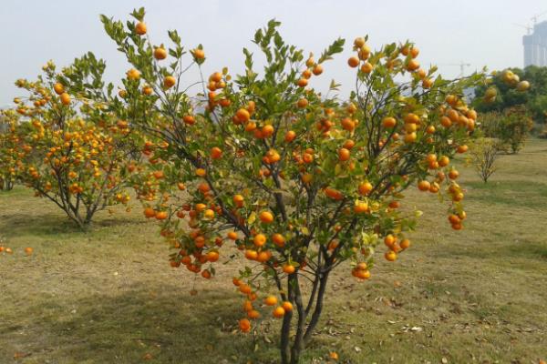 金桔繁殖方法 金桔嫁接方法与时间