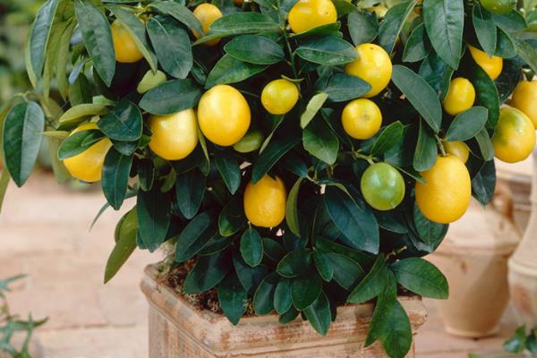 金桔繁殖方法 金桔嫁接方法与时间