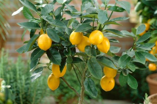 金桔繁殖方法 金桔嫁接方法与时间