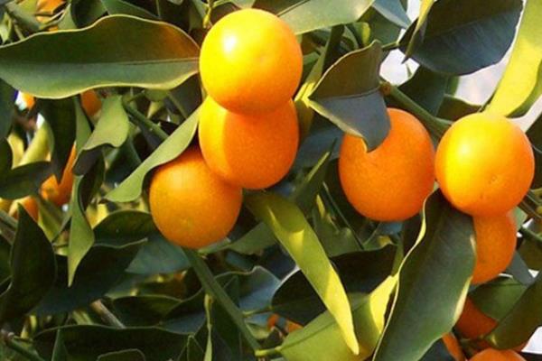 金桔繁殖方法 金桔嫁接方法与时间