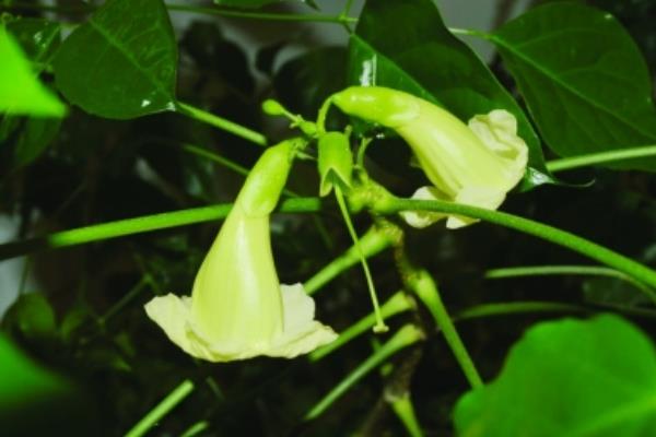 幸福树什么时候开花(什么季度、几月) 幸福树的主要价值是什么