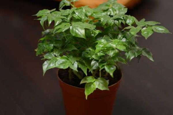 幸福树什么时候开花(什么季度、几月) 幸福树的主要价值是什么