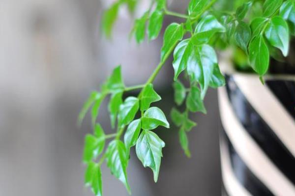 幸福树什么时候开花(什么季度、几月) 幸福树的主要价值是什么