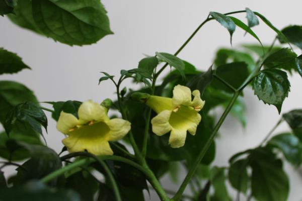 幸福树什么时候开花(什么季度、几月) 幸福树的主要价值是什么