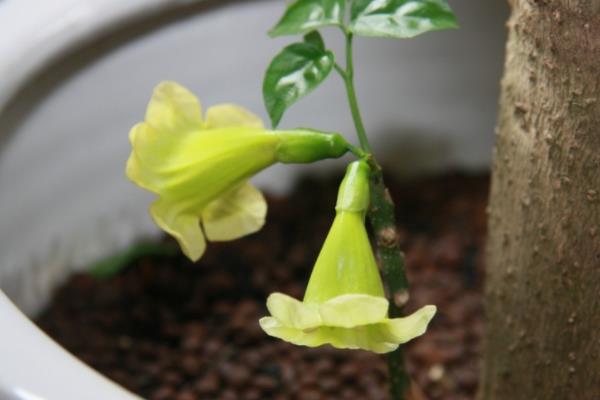 幸福树什么时候开花(什么季度、几月) 幸福树的主要价值是什么