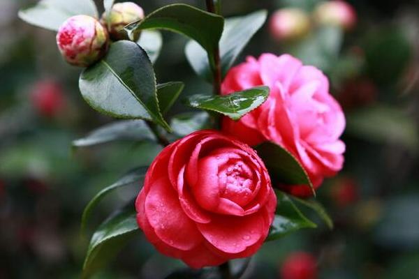 茶花叶子发黄怎么办 茶花掉叶子的原因及解决方法
