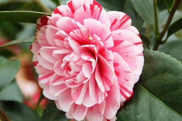 茶花有花蕾苞但是不开花的原因及解决方法 茶花品种如何选择