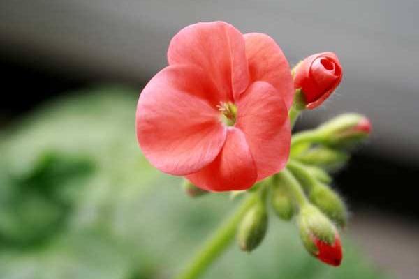 天竺葵种子市场价格多少钱一斤 天竺葵种子怎么种