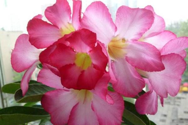 沙漠玫瑰几年开花 沙漠玫瑰什么时候开花(花期是几月)