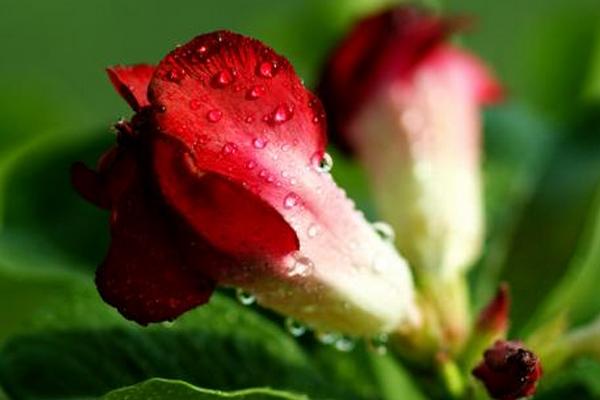 沙漠玫瑰几年开花 沙漠玫瑰什么时候开花(花期是几月)