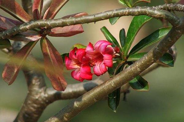 沙漠玫瑰几年开花 沙漠玫瑰什么时候开花(花期是几月)