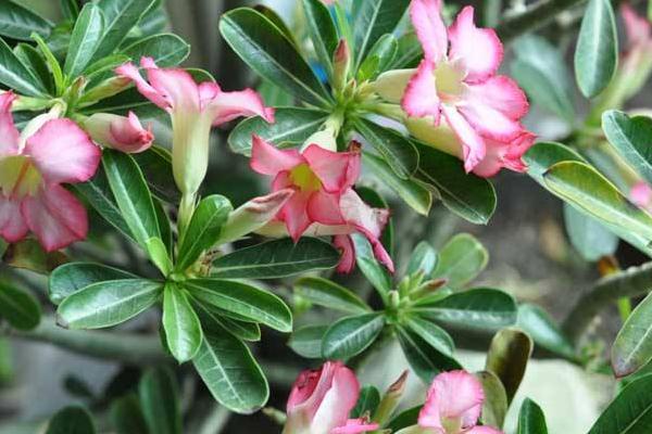 沙漠玫瑰几年开花 沙漠玫瑰什么时候开花(花期是几月)