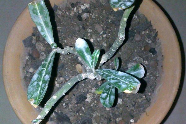 沙漠玫瑰几年开花 沙漠玫瑰什么时候开花(花期是几月)