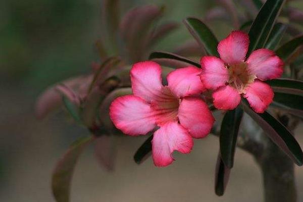 沙漠玫瑰几年开花 沙漠玫瑰什么时候开花(花期是几月)