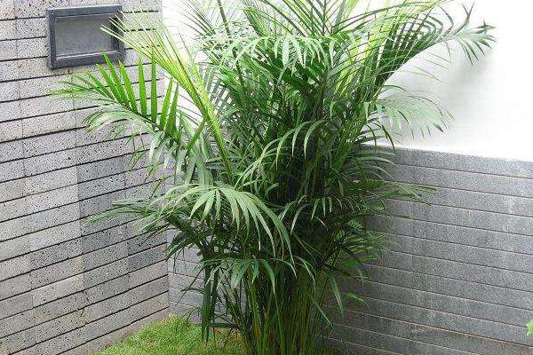 凤尾竹种子市场价格多少钱一斤 凤尾竹种子怎么种