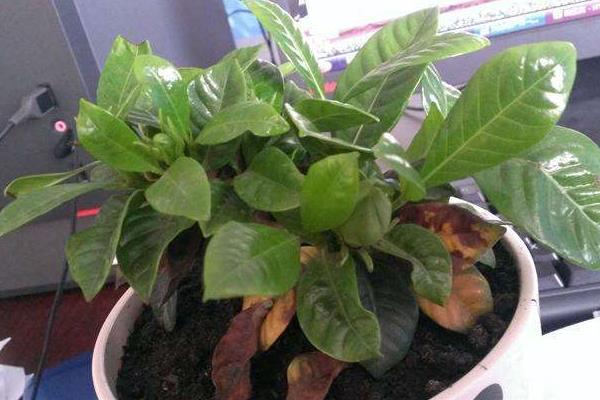 茉莉花叶子发黄怎么办 茉莉花掉叶子的原因及解决方法