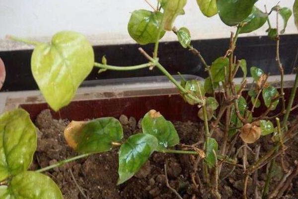 茉莉花叶子发黄怎么办 茉莉花掉叶子的原因及解决方法