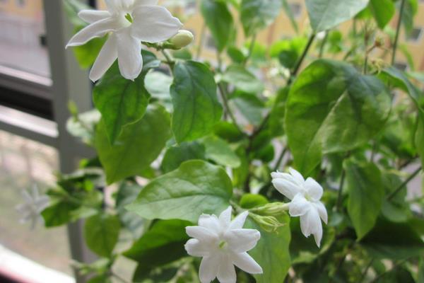 茉莉花叶子发黄怎么办 茉莉花掉叶子的原因及解决方法