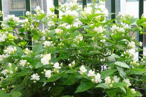 茉莉花叶子发黄怎么办 茉莉花掉叶子的原因及解决方法