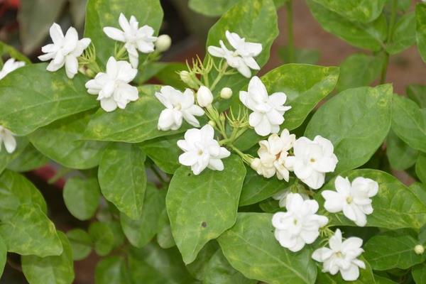 茉莉花叶子发黄怎么办 茉莉花掉叶子的原因及解决方法