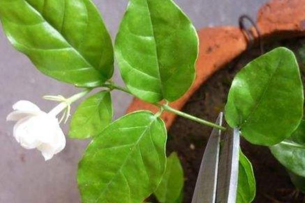 茉莉花叶子发黄怎么办 茉莉花掉叶子的原因及解决方法