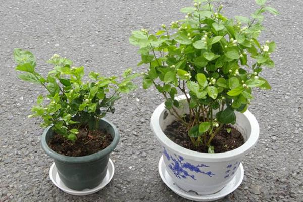 茉莉花怎么养 茉莉花的养殖方法与注意事项