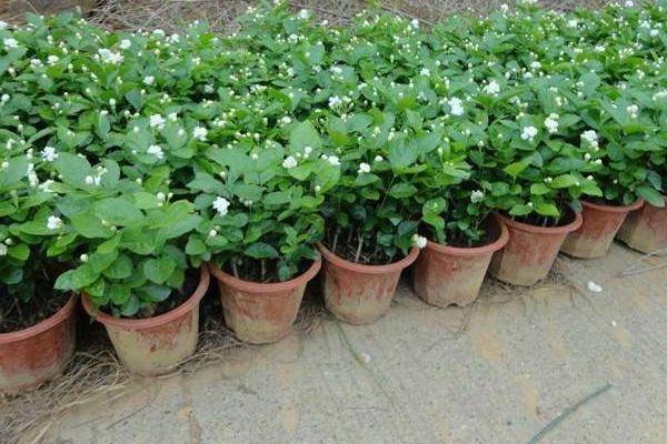 茉莉花怎么养 茉莉花的养殖方法与注意事项