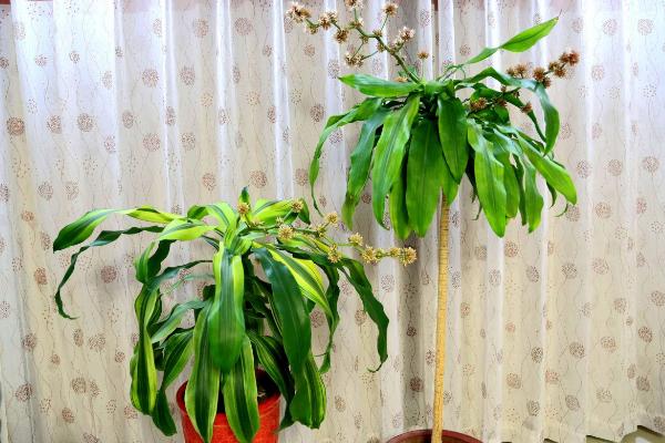 巴西木和巴西铁的区别是什么 巴西木的简介