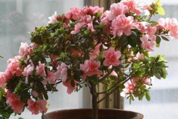 杜鹃花怎么扦插繁殖 杜鹃花冬天怎么样