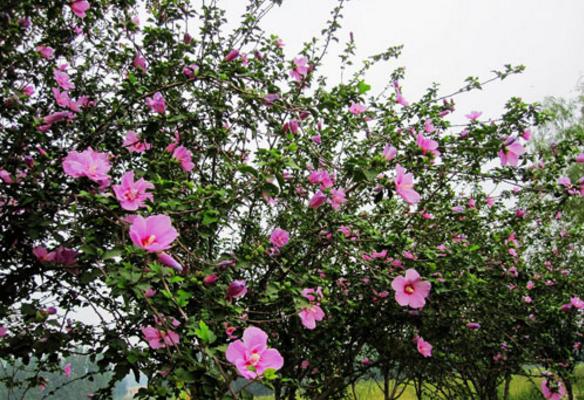 木槿图片大全 木槿有哪些品种 木槿花语及寓意