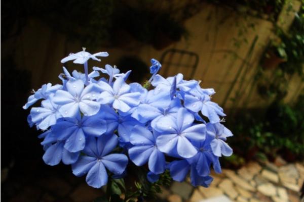 蓝花丹怎么养 蓝花丹养殖方法与注意事项