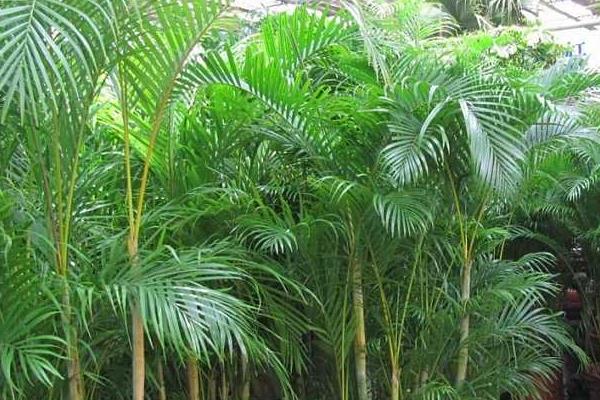 凤尾竹和米竹的区别是什么  散尾葵和凤尾竹的区别