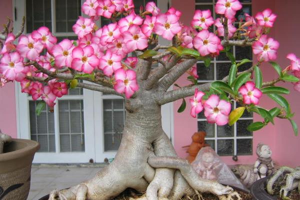 沙漠玫瑰市场价格多少钱一盆  沙漠玫瑰的养殖方法