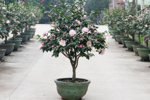 盆栽茶花怎么浇水(多久浇一次) 茶花怎么施肥