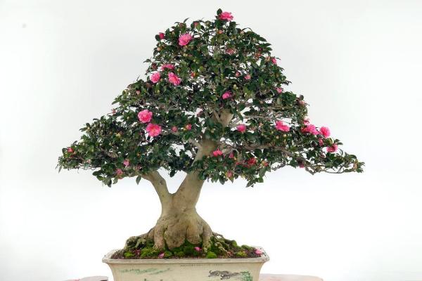 盆栽茶花怎么浇水(多久浇一次) 茶花怎么施肥