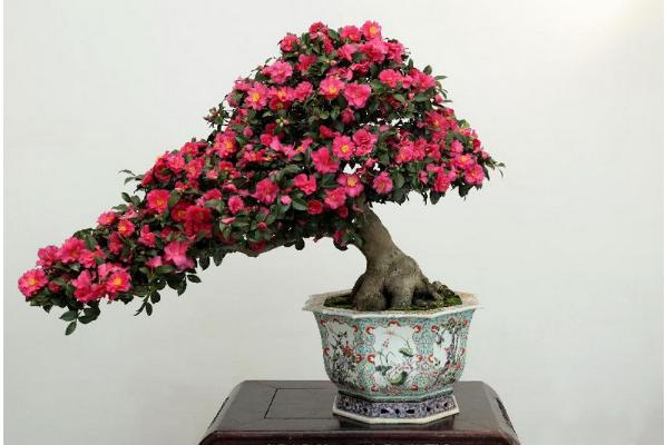 盆栽茶花怎么浇水(多久浇一次) 茶花怎么施肥