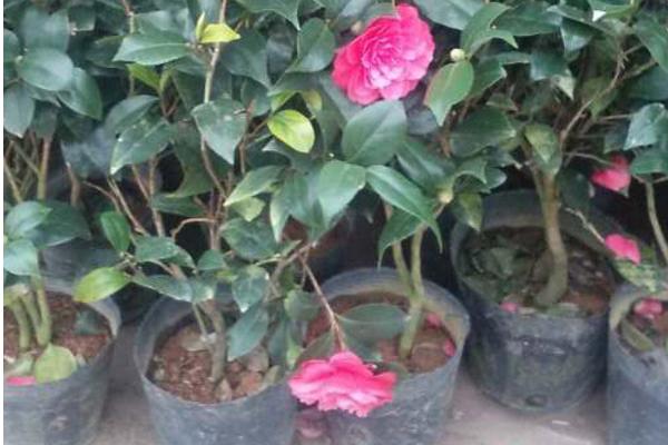 盆栽茶花怎么浇水(多久浇一次) 茶花怎么施肥