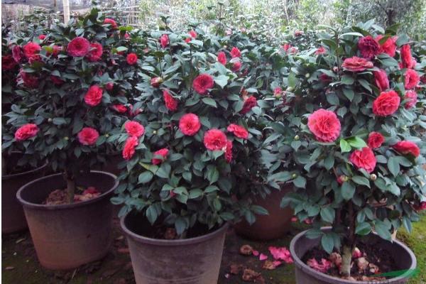 盆栽茶花怎么浇水(多久浇一次) 茶花怎么施肥