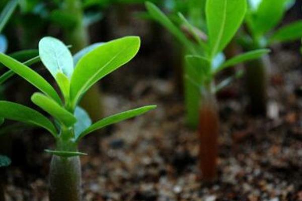 沙漠玫瑰市场价格多少钱一盆 沙漠玫瑰的养殖方法