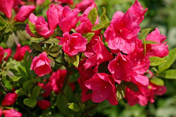 杜鹃花有毒吗 杜鹃花能放在室内卧室吗