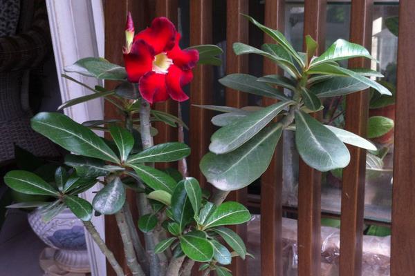 沙漠玫瑰好养吗 沙漠玫瑰不开花怎么办