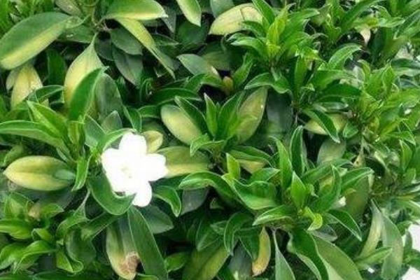 非洲茉莉有毒吗 非洲茉莉能放室内卧室吗
