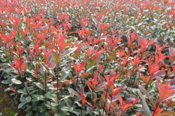 红叶女贞和红叶石楠的区别是什么 女贞烂根怎么办