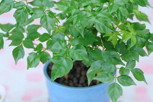 幸福树叶子卷曲下垂怎么办 幸福树叶子发黄掉叶子的解决方法