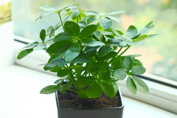 鸭脚木怎么浇水(多久浇一次) 鸭脚木如何施肥