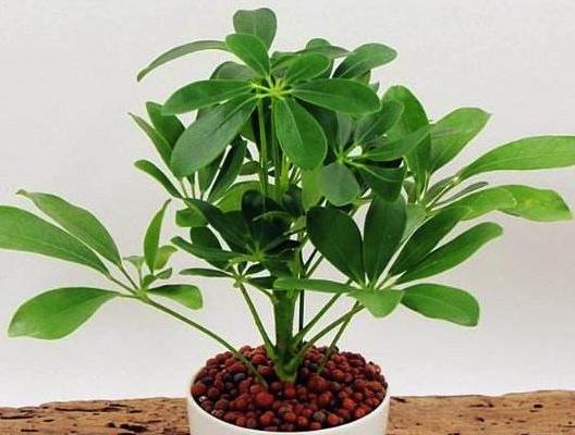 鸭脚木怎么浇水(多久浇一次) 鸭脚木如何施肥