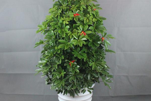 鸭脚木怎么浇水(多久浇一次) 鸭脚木如何施肥