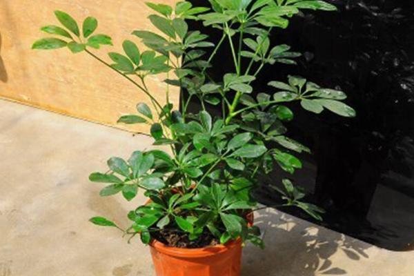 鸭脚木怎么浇水(多久浇一次) 鸭脚木如何施肥