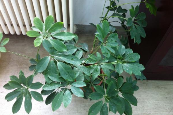 鸭脚木怎么浇水(多久浇一次) 鸭脚木如何施肥